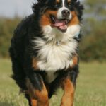 Berner Sennenhund