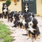 Berner Sennenhund