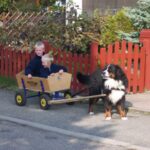 Berner Sennenhund