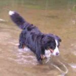 Berner Sennenhund