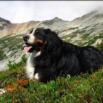 Berner Sennenhund