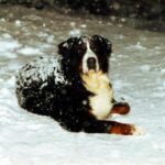 Berner Sennenhund