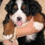 Berner Sennenhund