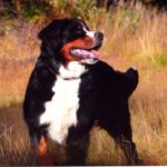 Berner Sennenhund