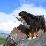 Berner Sennenhund