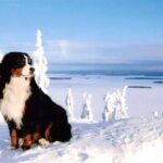 Berner Sennenhund
