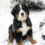 Berner Sennenhund