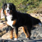Amigo 3 år