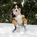 Berner Sennenhund