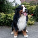 Berner Sennenhund