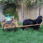 Berner Sennenhund