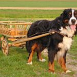Berner Sennenhund