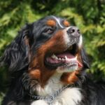 Berner Sennenhund