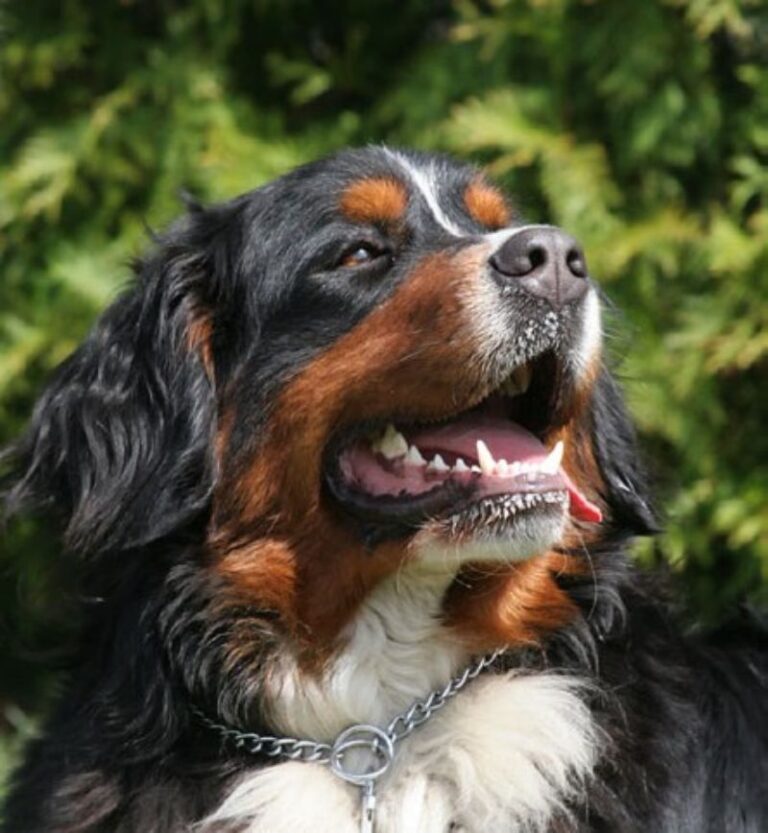 Berner Sennenhund