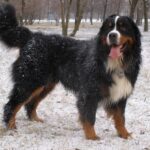 Berner Sennenhund