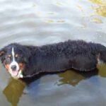 Berner Sennenhund