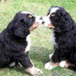 Berner Sennenhund