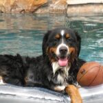 Berner Sennenhund