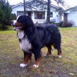 Berner Sennenhund