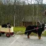 Berner Sennenhund