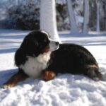 Berner Sennenhund