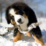 Berner Sennenhund