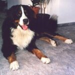 Berner Sennenhund