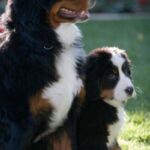 Berner Sennenhund