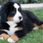 Berner Sennenhund