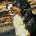 Berner Sennenhund