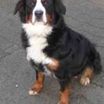 Berner Sennenhund