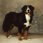 Berner Sennenhund