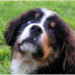 Berner Sennenhund