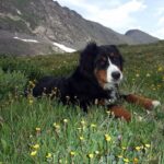 Berner Sennenhund