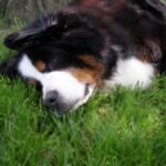 Berner Sennenhund