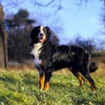 Berner Sennenhund