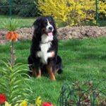Berner Sennenhund