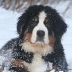 Berner Sennenhund