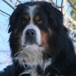 Berner Sennenhund