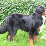 Berner Sennenhund