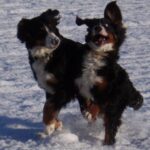 Berner Sennenhund