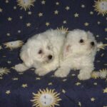 Bichon Frisé