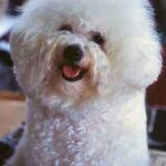 Bichon Frisé