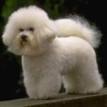 Bichon Frisé