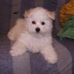 Bichon Frisé