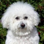 Bichon Frisé