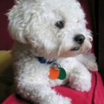 Bichon Frisé