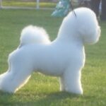 Bichon Frisé