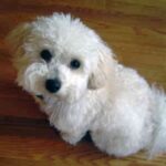 Bichon Frisé