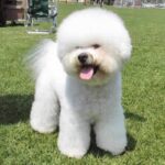 Bichon Frisé
